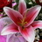 Wow... Healthy By Venus *!*!!  