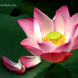 กวางสี