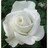 จิตรา สมพิงค์