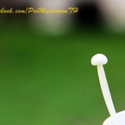 Pro Mushroom