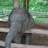 little elephant