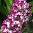 soponsaranya