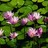 กระต่าย