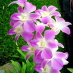 ดอกไม้