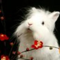 นิพาภรณ์