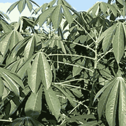 คนมันสำปะหลัง