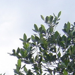aik_sai dhara