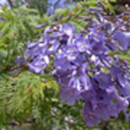 Jacaranda