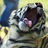 pigsingh