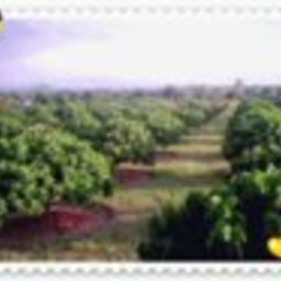 Longan center