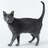 Lovecats