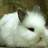 missrabbit