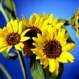 เจ้านาย