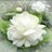 วิชาญ โพธิ์ขาว